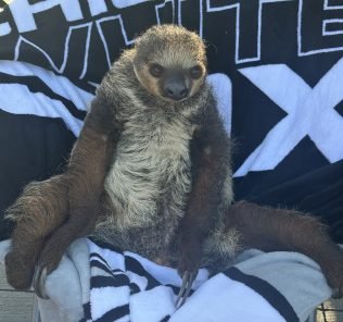 A Banana Boat of Fun Ideas on Bill Veeck Night